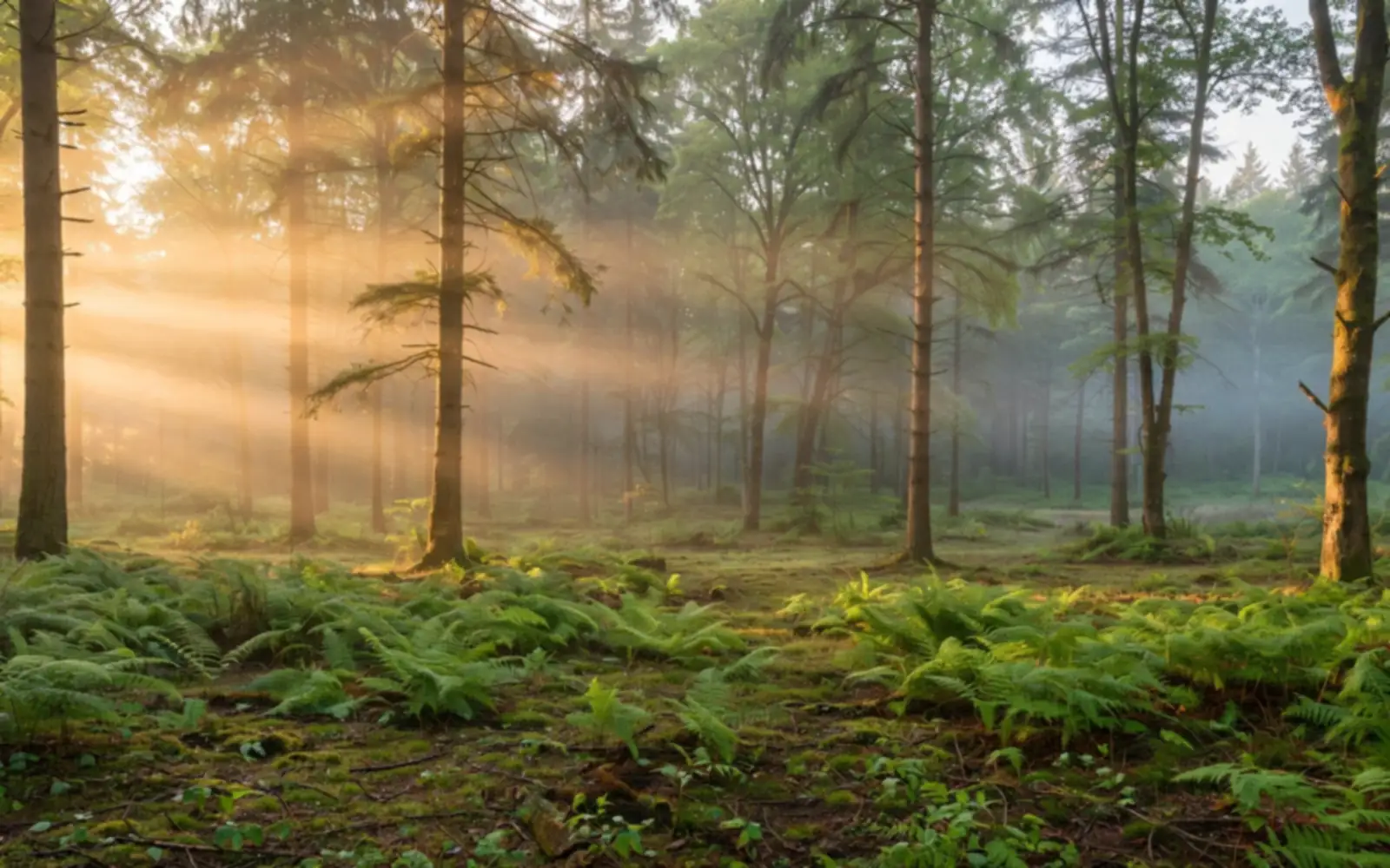 Dawn light streaming through tall trees into a quiet forest clearing with ferns