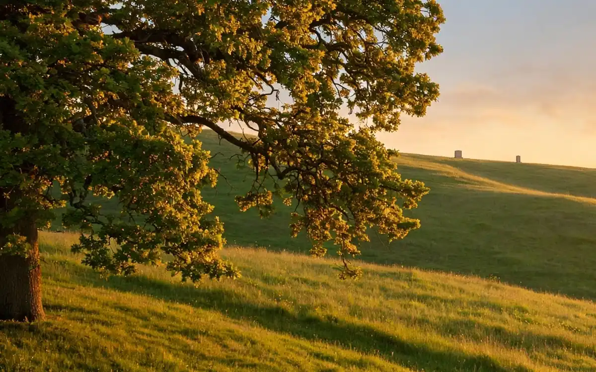 A large tree at the edge of a green hillside under a warm evening sky