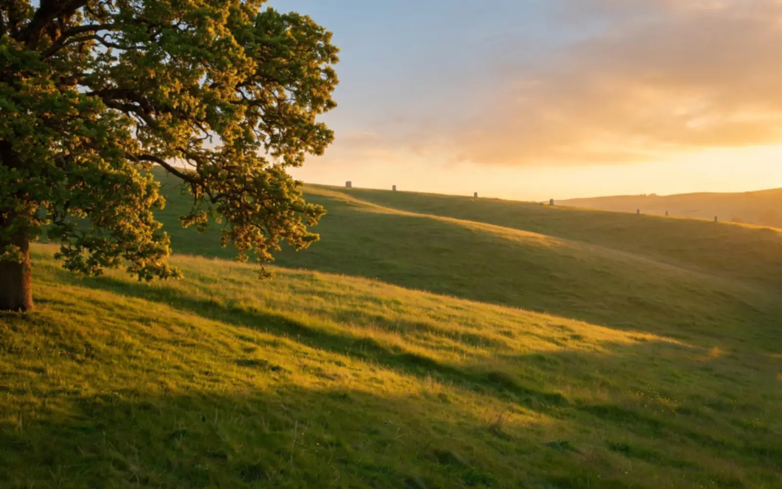 A peaceful green hillside at golden hour with a tree at its edge