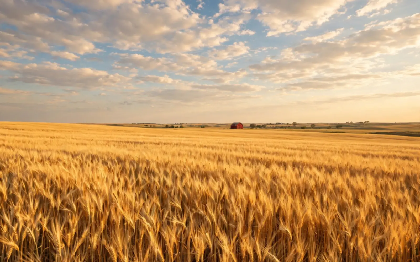 A golden wheat field under a wide sky with a small barn on the horizon