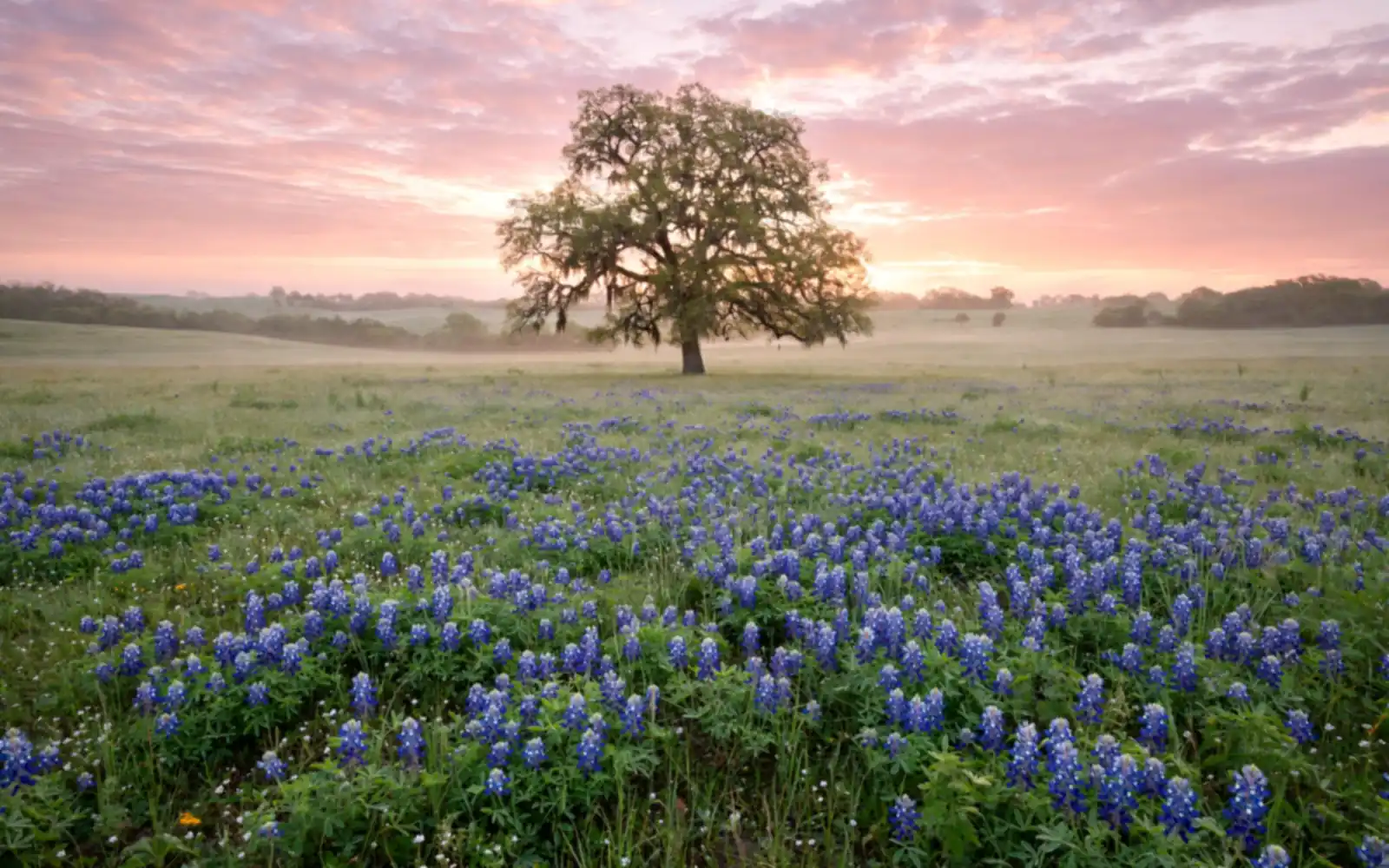 A meadow of bluebonnet wildflowers at dawn with a lone oak tree